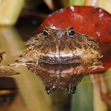 Columbian Horned Frog