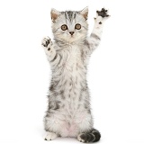 Silver tabby kitten reaching with paws up