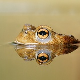 Toad with reflection at the surface of a pond