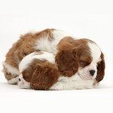 Sleepy Blenheim Cavalier King Charles Spaniel pups