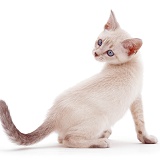 Pale colourpoint kitten looking over its shoulder