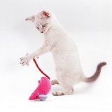Pale colourpoint kitten playing with a toy mouse