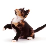 Tortoiseshell kitten, 7 weeks old