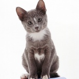 Grey-and-white Tonkinese kitten