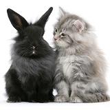 Maine Coon kitten and black rabbit