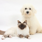 Bichon Frise dog and Birman cat