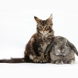 Maine Coon kitten with a rabbit