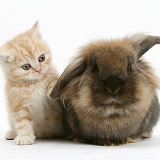 Ginger kitten with Lionhead rabbit