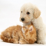 Woodle pup and ginger Maine Coon kitten