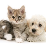 Woodle pup and Maine Coon kitten