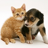 Border Collie pup and ginger kitten