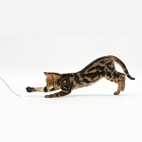 Tabby cat chasing a piece of string
