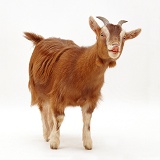 Pygmy x Toggenburg goat, flehmen