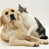Cat and Golden Retriever