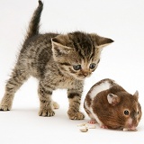 Tabby Kitten watching a hamster fill its pouches