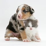 Border Collie pup and kitten