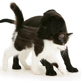 Black Labrador Retriever pup with black-and-white kitten