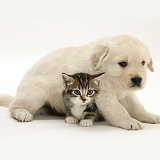 Tabby kitten and Golden Retriever pup