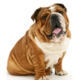 Bulldog