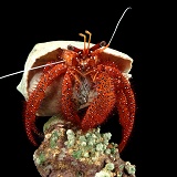 Red hermit crab
