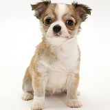Chihuahua pup