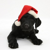 Black Labrador-cross pup with Santa hat on