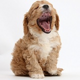 Cavapoo pup, 6 weeks old