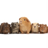 Mother Guinea pig and four baby Guinea pigs