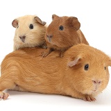 Mother Guinea pig with two babies riding on her back
