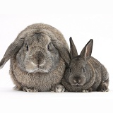 Adult Lop and baby agouti rabbits
