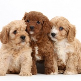 Three Cavapoo pups, 6 weeks old