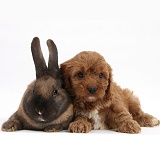 Seal-point rabbit and Cavapoo pup, 6 weeks old