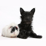 Black Terrier-cross puppy with Guinea pig