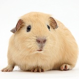 Young yellow smooth-haired Guinea pig