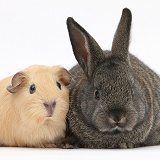 Baby agouti rabbit and baby yellow Guinea pig