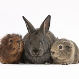 Baby agouti rabbit and baby Guinea pigs