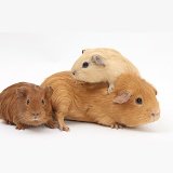 Mother Guinea pig with two babies