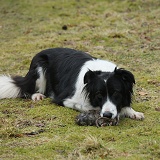 Border Collie eating a dead rat