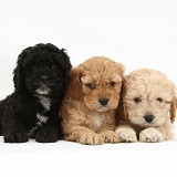 Two golden and one black Cockapoo pups