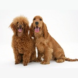 English Cocker Spaniel with red toy Poodle