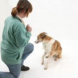 Dog looking away from owner