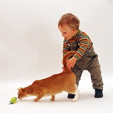 Toddler with ginger cat