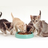 Birman-cross kittens eating from a bowl