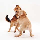 Dogs in play and dominance