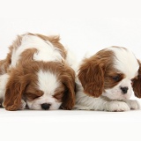 Sleepy Blenheim Cavalier King Charles Spaniel pups