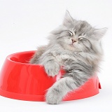 Maine Coon kitten, 8 weeks old, in a plastic food bowl