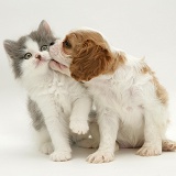 King Charles puppy with grey-and-white kitten