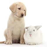 Yellow Labrador pup with white rabbit
