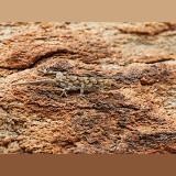 Bradfield's Namib day gecko camouflaged