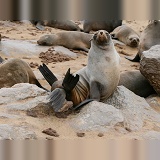 Fur seal